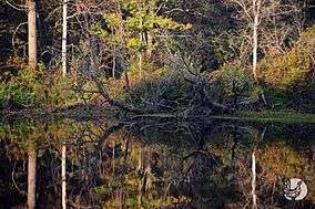 Prisursky Zapovednik