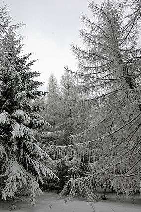 Khingan Zapovednik