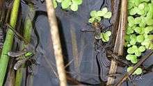 File:Poecilobothrus nobilitatus - nuptial behaviour.ogv