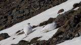 File:Rock Ptarmigans Iceland Snaefellsnes 2012.ogv