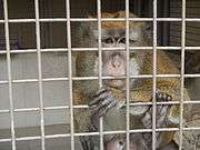 Crab-eating macaque in the minizoo.