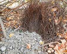 The decorated bower of a great bowerbird.