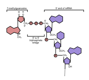 5'cap structure