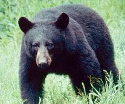 Black bear