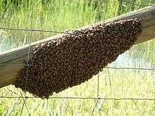 Swarm of honey bees on a wooden fence rail