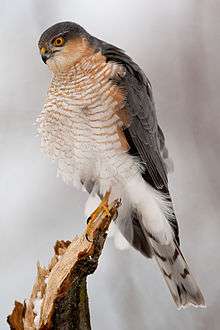 Adult male Eurasian sparrowhawk perching on branch