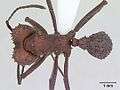 Acromyrmex nigrosetosus casent0173800 dorsal 1.jpg