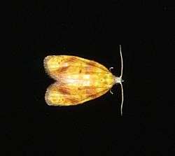 A mottled yellow-brown moth with closed wings and long antennae on a black background