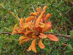 A thin brown stick positioned horizontally with roughly two dozen clustered orange-red leaves originating from a single point in the middle of the stick. These orange leaves are three to four times larger than the few other green leaves growing out of the stick, and are covered on the lower leaf surface with hundreds of tiny bumps. The background shows the green leaves and branches of neighboring shrubs.