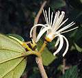 Alangium salviifolium leaves and flowers 18.JPG