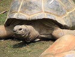 Photograph of the head and forequarters of a giant tortoise