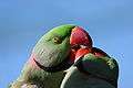 Alexandrine Parakeet - sb616.JPG