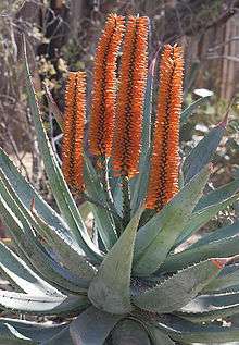 wood carving : Cape Aloe