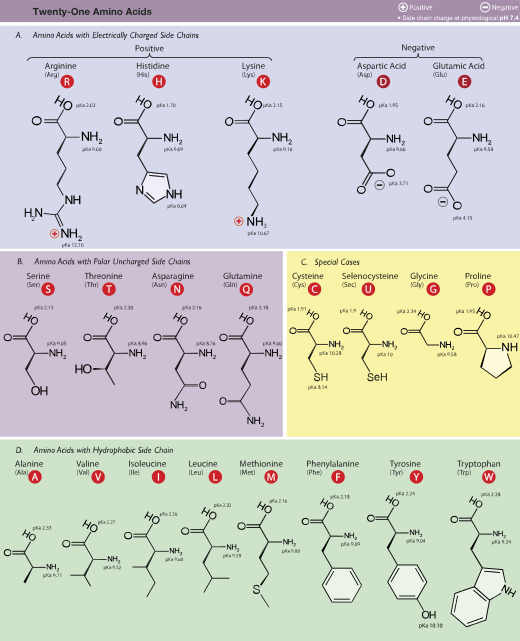 Table of Amino Acids.