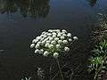 Ammi majus flowerhead1 NWS (15367278999).jpg