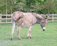 a pale grey donkey with a dark shoulder-stripe