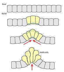 apical constriction of bottle cells initiates invagination.