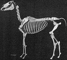 A defleshed skeleton of a horse put together in a standing position.