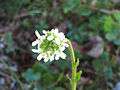 Arabis hirsuta FlowersCloseup 2009-4-04 DehesaBoyalPuertollano.jpg