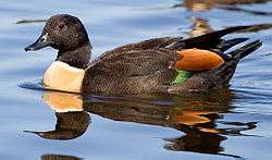 Male Australian shelduck