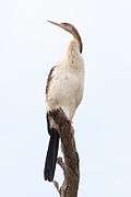 Australian-Darter.jpg