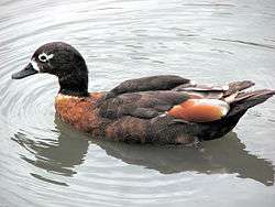 Female Australian shelduck swimming