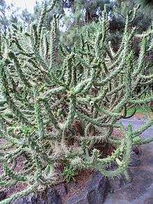 Austrocylindropuntia subulata kz1.JPG