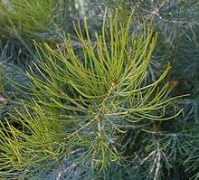 a branch sprouting needle-like yellow-green leaves