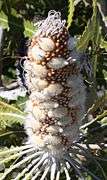 An elongate upright brown cylinder covered in a regular pattern of small white dots. Embedded in it are about thirty woolly white follicles, each shaped roughly like an American football, but with a short hooked point at one end, and a horizontal seam.