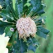 The inflorescence consists of confused white to reddish structures, with some yellowish cylinders extending out of it.