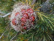 A globular mass covered in grey curled flower material with several large red seed pods embedded in it