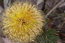 Closeup of a golden-yellow spherical inflorescence made up of hundreds of individual flowers