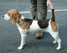 Beagle image