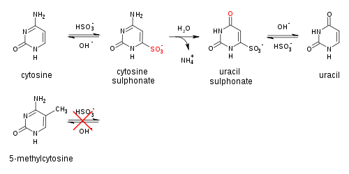 When treated with sodium bisulfite, cytosine is converted to uracil, while methylated cytosine is unaffected.