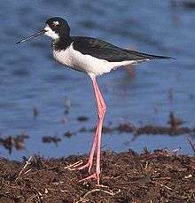 a black-necked stilt stands on disproportionately long legs