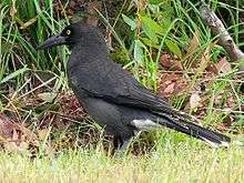 A blackish bird foraging in long grass.