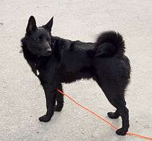 all black dog standing and looking over shoulder. Red leasah hanging down. Tail curled over back. Ears upright.