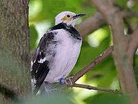 Black Collared Starling RWD2.jpg