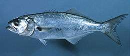 A silvery, spindle-shaped ray-finned fish with a forked tail