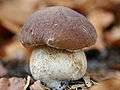 A brown-capped mushroom with a short, stout stem that is thickest in the middle, and whose thickness approaches the width of the cap it supports.