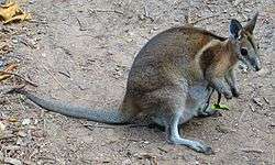 A female bridled nail-tail wallaby with a joey in its pouch at David Fleay Wildlife Park in Burleigh Heads, Queensland, Australia.