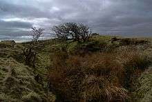 A darkly-lit image of a grassy hill rising above a depression. Long grass is growing in the foreground, and two leafless, gnarled trees are growing in the background. Sunlight is breaking through gaps between storm clouds in the sky.