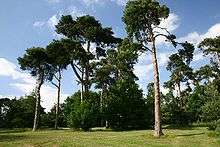 Trees growing in a grassy sward