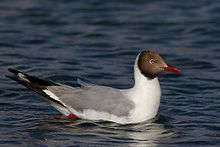 Brown-headed Gull at Pangong Tso Ladakh