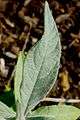 Buddleja fallowiana leaf.jpg