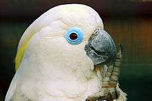 The upper body of a mainly white cockatoo that has raised its left leg to its black beak. Pale-yellow crest feathers are just seen under the more prominent white crest feathers. It has a wide circular rim of featherless blue skin around its eyes. Its irises are brown.