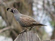 California Quail on fence in Spokane, WA