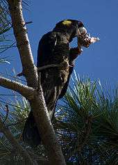 A black cockatoo perching on a branch high in a pine tree. It is standing on its right leg and holding a pine cone in its left food near its beak to eat the pine nuts in the cone.