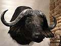 Cape Buffalo Head, Stuffed.JPG