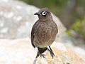 Cape Bulbul RWD3.jpg